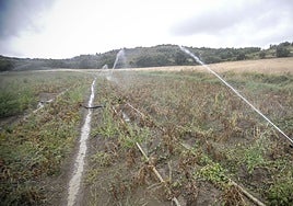 Sistema de riego en un cultivo en Álava.