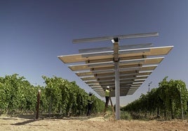 Unos técnicos trabajan en unos paneles solares del proyecto agrovoltaico ´WineSolar´ de Iberdrola.