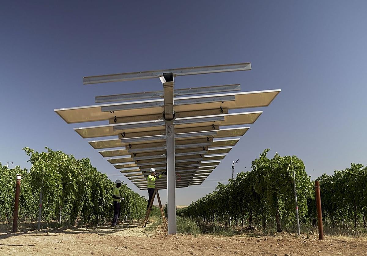 Unos técnicos trabajan en unos paneles solares del proyecto agrovoltaico ´WineSolar´ de Iberdrola.