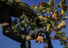 Un hombre recoge un racimo en la vendimia.