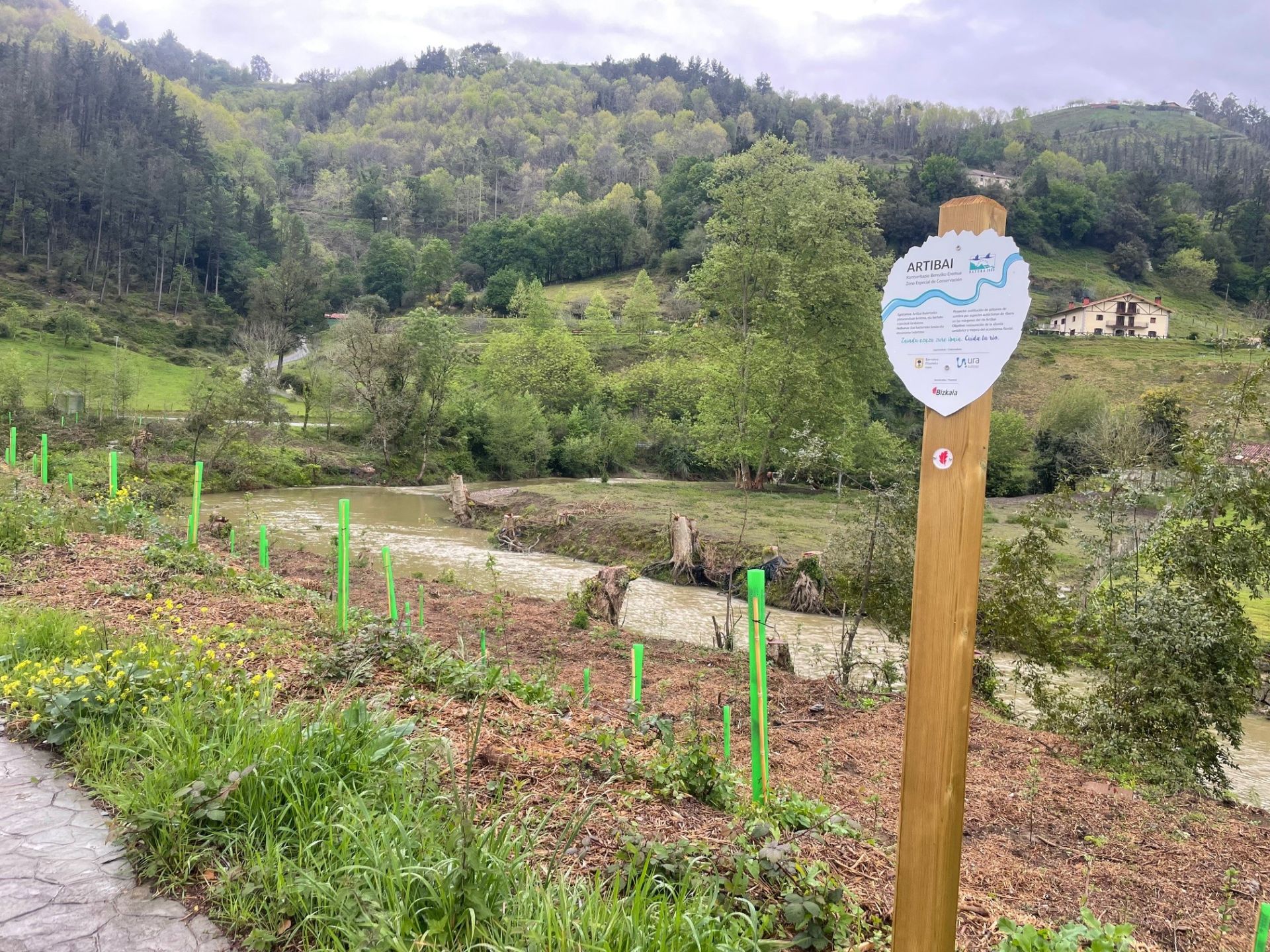 Los nuevos ejemplares mejorarán el entorno del Artibai en Berriatua.