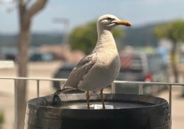 La gaviota y el idiota de la reseña