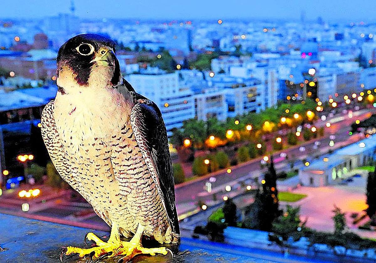 Los halcones peregrinos se adaptan perfectamente a la vida en las ciudades.