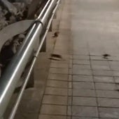 Plaga de ratas en el Puerto Deportivo de Getxo