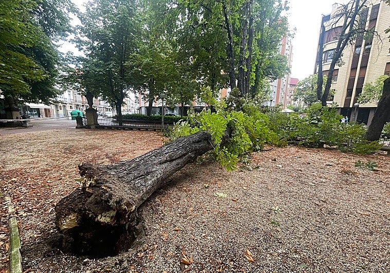 Árbol derribado por el temporal.