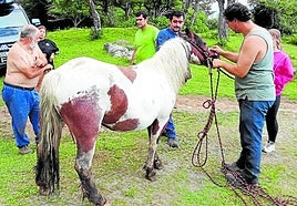 Yegua rescatada el pasado 6 de julio tras su caída en una sima de 6 metros al huir de unos perros sueltos.