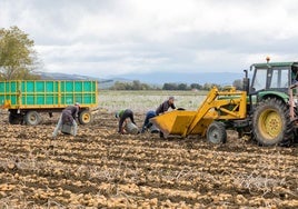 18 jóvenes de Álava empezarán a trabajar en el campo con 870.000 euros en ayudas de la Diputación