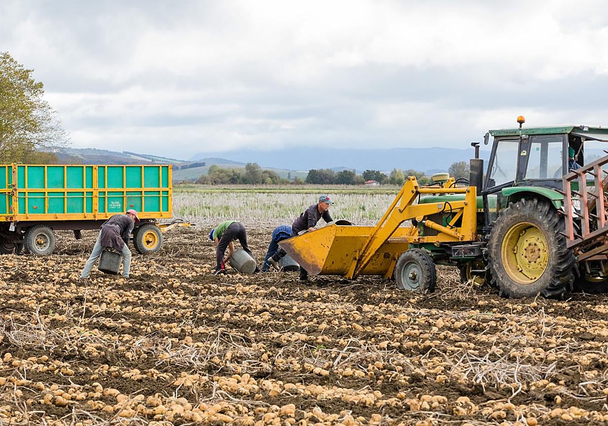 Labores de recogida de patata en Álava en una imagen ajena a la información.