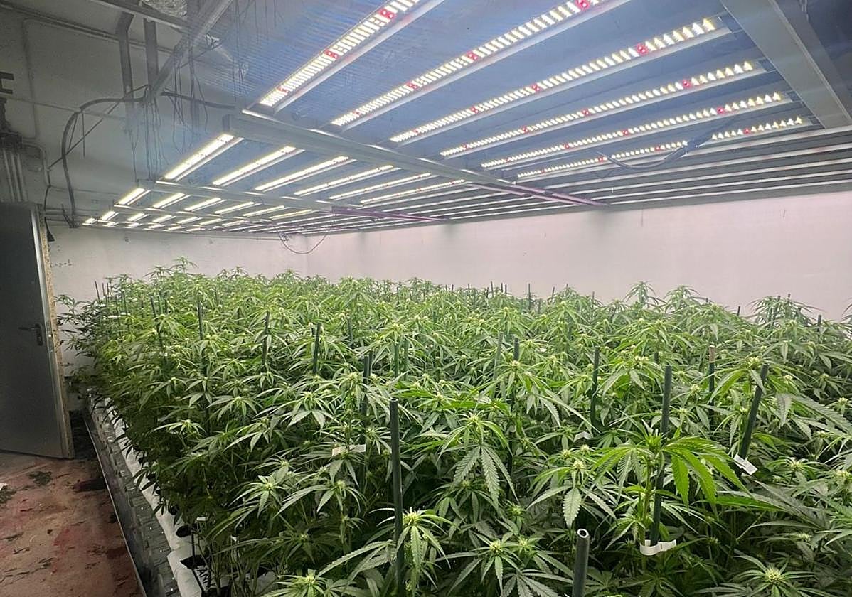 Desmantelan una plantación de marihuana con casi mil plantas en una nave de Urduliz