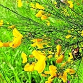 Ejemplar de una de las muchas especies de genista de la Península.