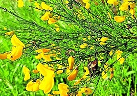 Ejemplar de una de las muchas especies de genista de la Península.