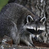 Los mapaches son un riesgo para otras especies.