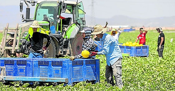 Trabajadores marroquíes que viven en Torre Pacheco recogen melones bajo el sol