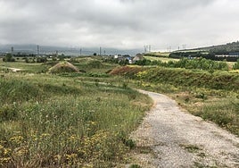 Descontaminar suelos con alfalfa y otras cosas de la fitorremediación