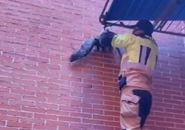 Los bomberos rescatan a un pollo de gaviota atrapado en un colgador de ropa en Getxo