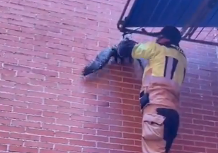 Los bomberos rescatan a un pollo de gaviota atrapado en un colgador de ropa en Getxo