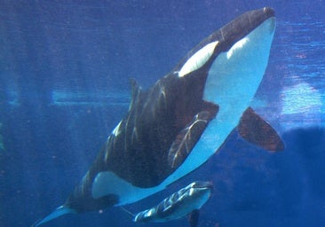 Cómo actuar si tu embarcación es atacada por orcas