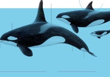 Así es la orca ibérica, el cetáceo que ha atacado dos veleros frente a Euskadi