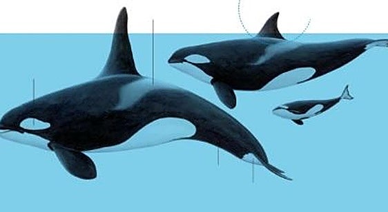 Así es la orca ibérica, el cetáceo que ha atacado dos veleros frente a Euskadi