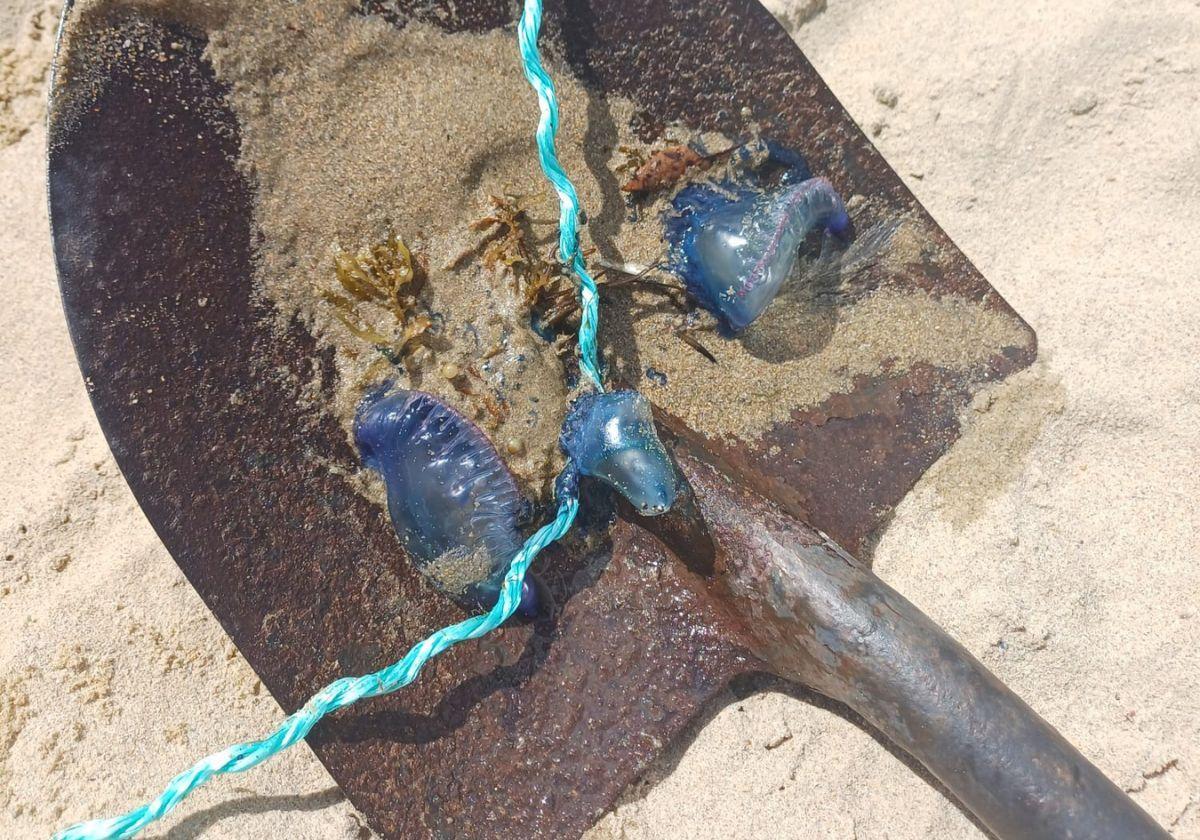 Imagen difundida por el Ayuntamiento de San Sebastián.