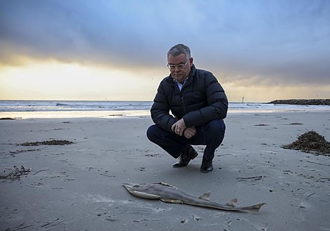 El ministro australiano de Medio Ambiente y Agua, Murray Watt,, observa los peces muertos aparecidos en West Beach.