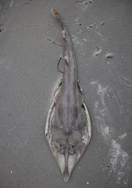 Imagen - Otro ejemplar muerto a causa de las algas tóxicas en West Beach.