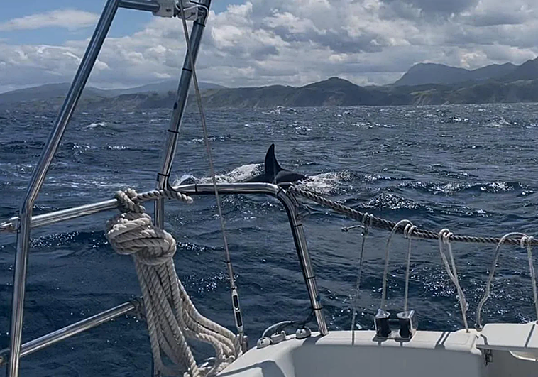 Así fue el inédito ataque de las orcas al velero frente a Deba: «Cuando las vi supe lo que iba a pasar»
