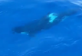 Avistan a media docena de orcas a 10 millas de Cabo Matxitxako
