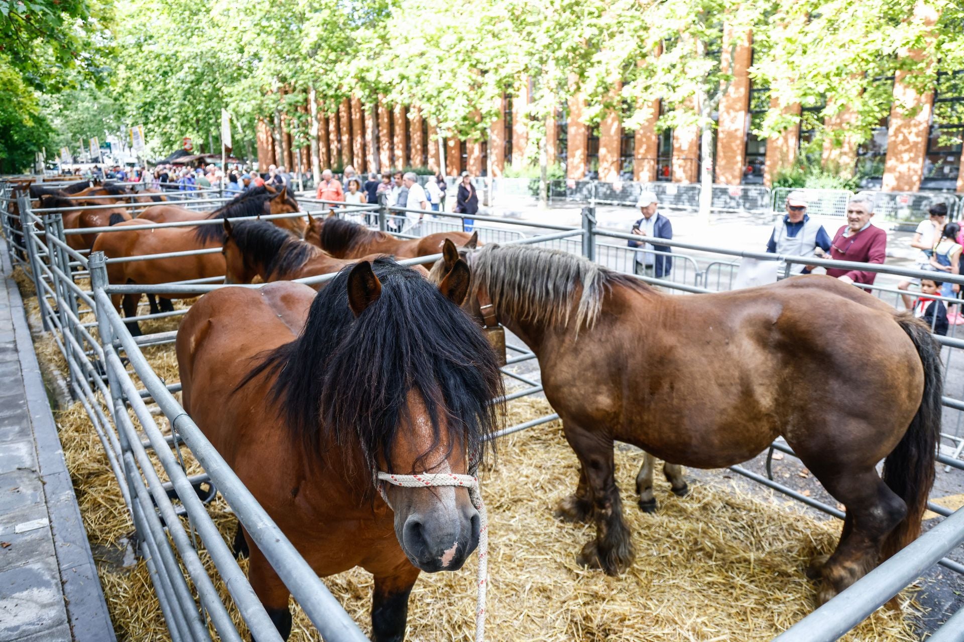 El Día del Blusa y la Neska, en imágenes