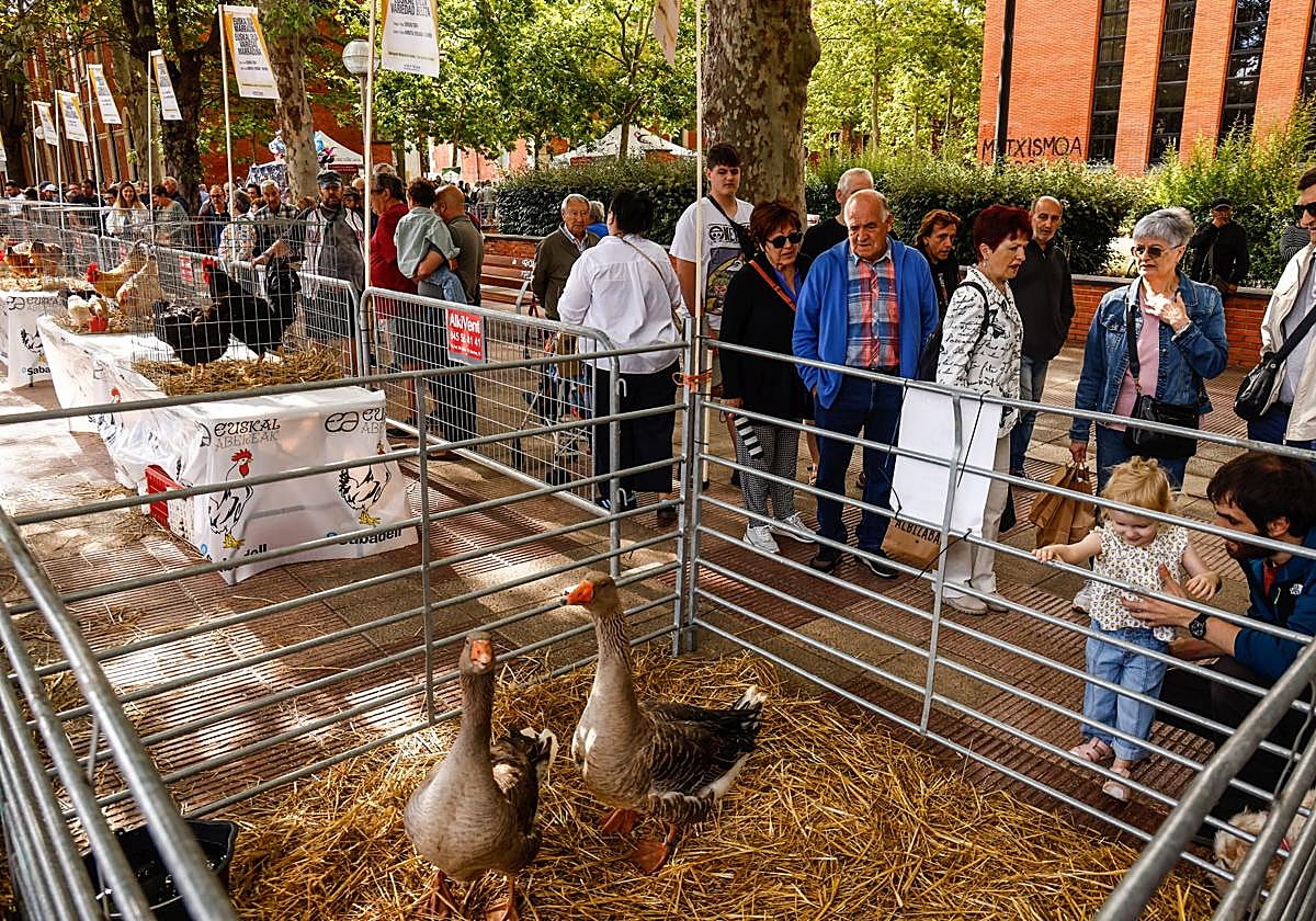 Las aves de la Feria de Santiago han sido las más fotografiadas por los visitantes.
