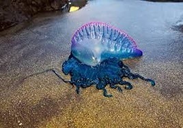 Avistan carabelas portuguesas en seis playas de Bizkaia