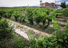 El calor y la humedad que ha experimentado Rioja Alavesa este mes ha contribuido a la expansión de este hongo