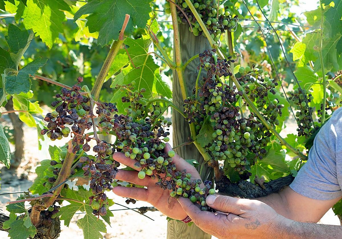 El calor y la humedad han favorecido la presencia del mildiu, un hongo muy dañino para las vides