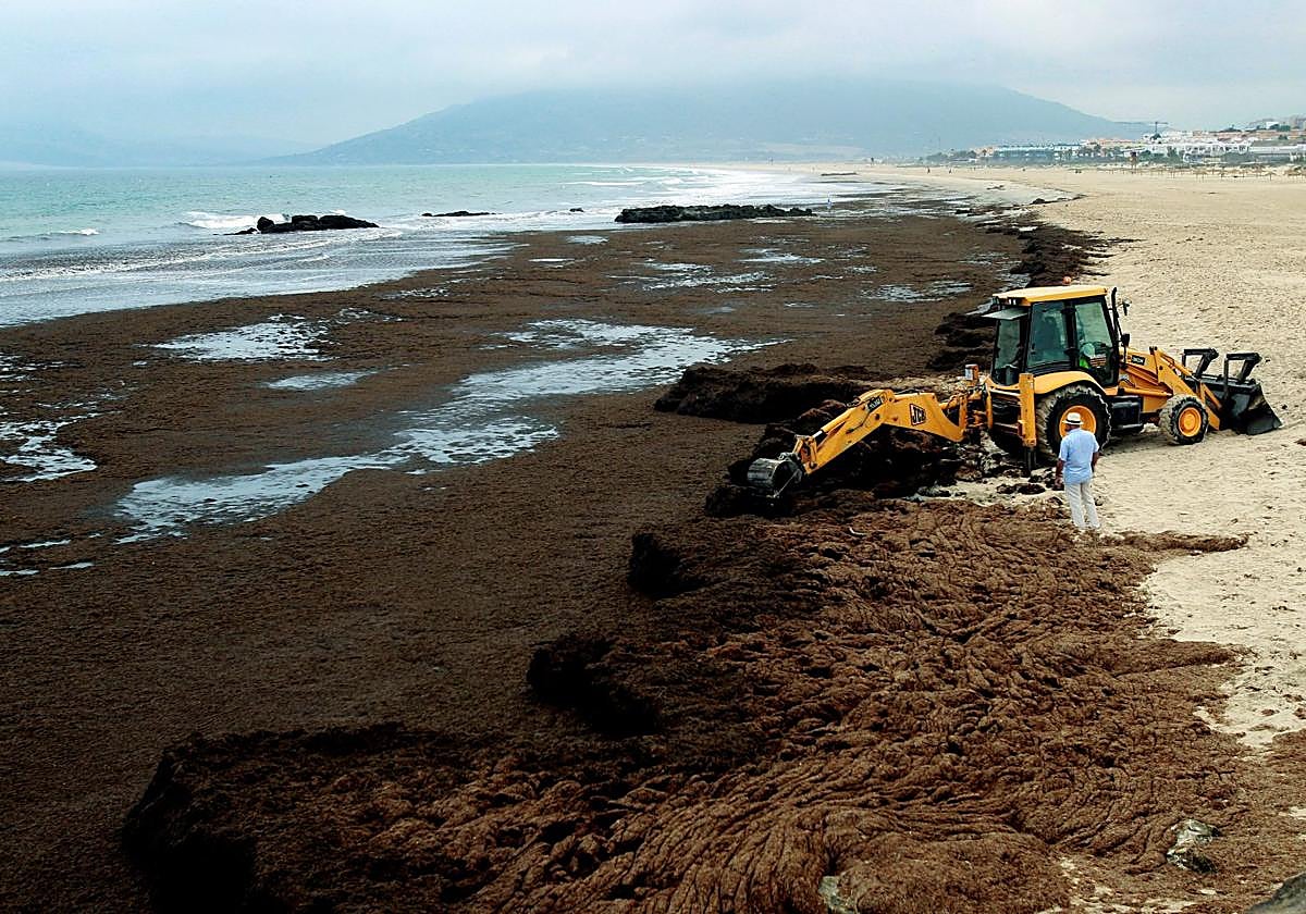 Las algas se retiran de las playas de Cádiz con maquinaria pesada.