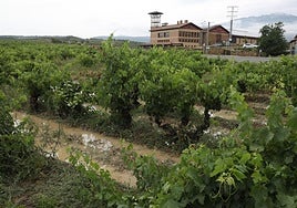 Un viñedo a la entrada de Villabuena de Álava tras la última tormenta