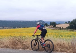 Un ciclista pedalea entre campos de girasoles muy cerca de Villamartín de Sotoscueva.