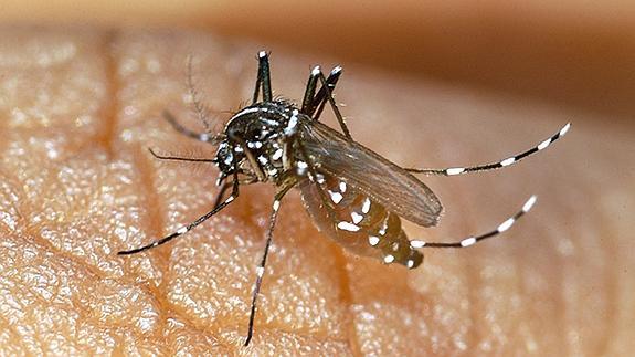 Salud avisa de «la alta probabilidad» de casos de chikungunya en Gipuzkoa a través de mosquitos