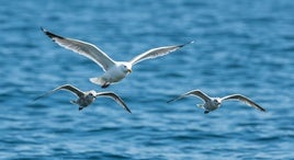 Detectan varios casos de gripe aviar en gaviotas de Santurtzi y Erandio