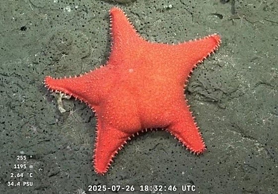 La expedición submarina viral que ha encontrado a 'Patricio' en el fondo del mar