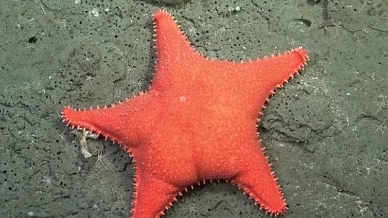 La expedición submarina viral que ha encontrado a 'Patricio' en el fondo del mar