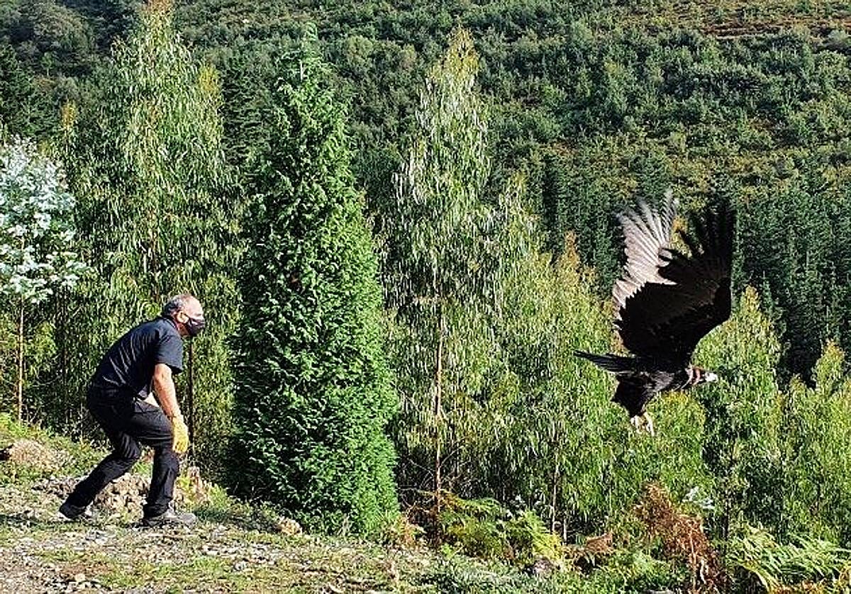 Este buitre negro fue el primer ejemplar de esta especie, la mayor de Europa, que pasó por el centro de fauna de Gorliz desde 2013. Fotografía sacada en 2021.