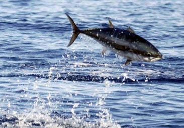 Los cimarrones ya están engordando en la jaula del mar de Getaria