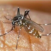 Medidas preventivas para evitar el contagio de chikungunya, el nuevo virus que amenaza a Euskadi