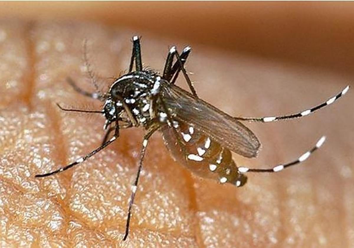 Medidas preventivas para evitar el contagio de chikungunya, el nuevo virus que amenaza a Euskadi