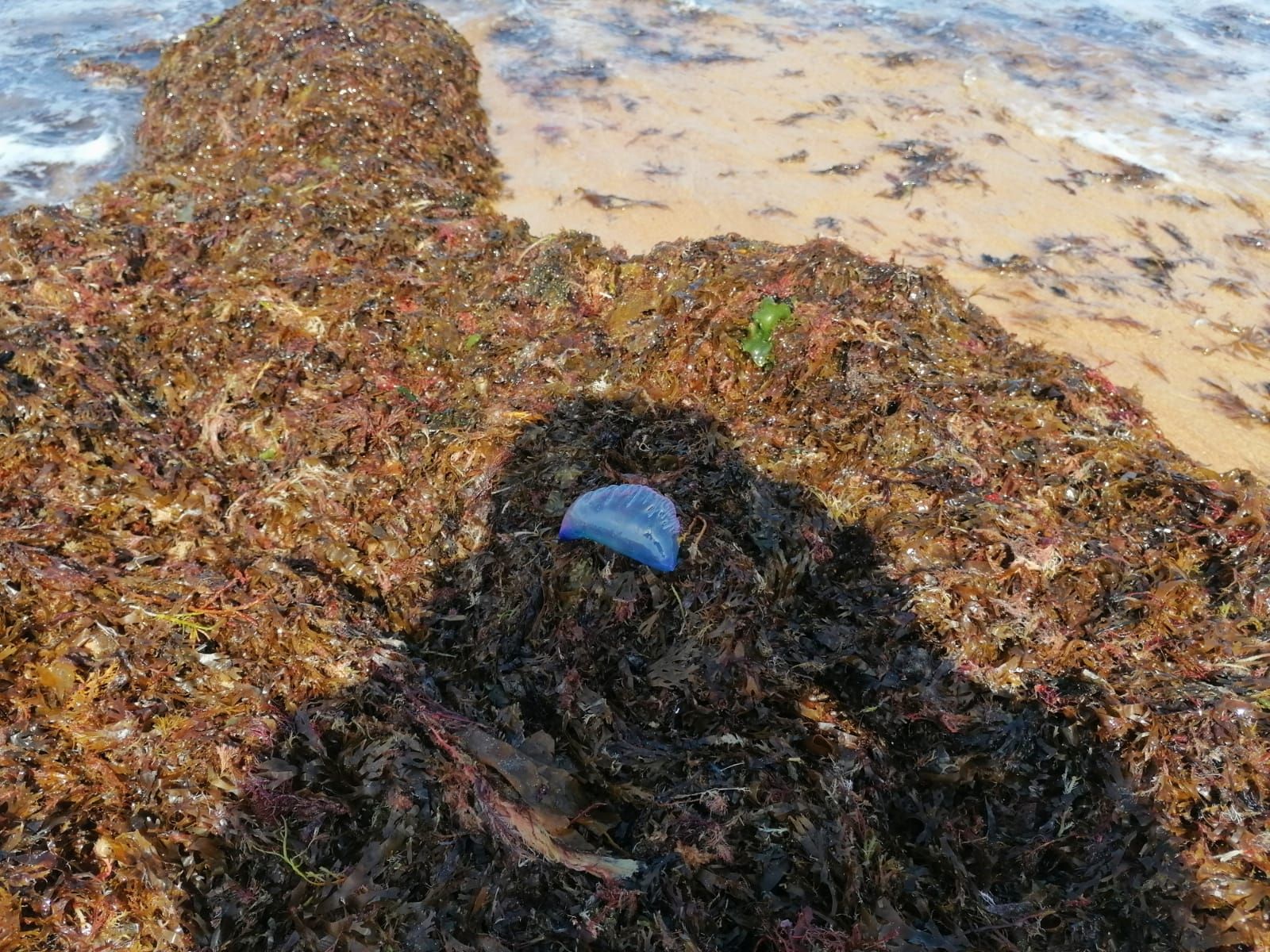Una carabela portuguesa en el banco de algas que cubre 2 kilómetros de orilla en la playa de Trengandín.