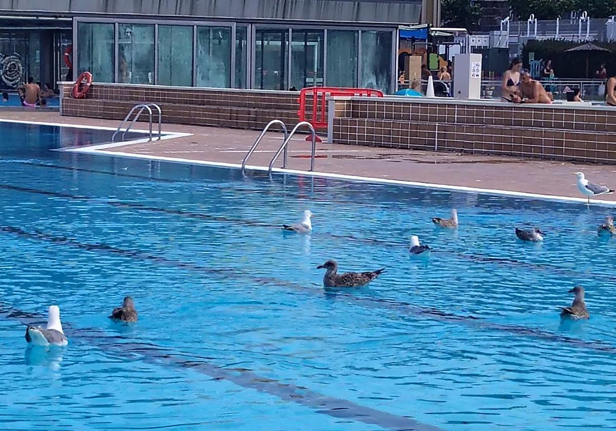 Varias gaviotas reposan en la piscina olímpica tras ser cerrada al público.