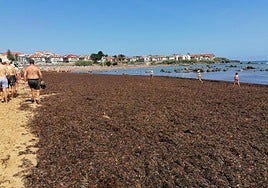 Noja retira 1.620 toneladas de algas en tres días, pero siguen llegando con las mareas