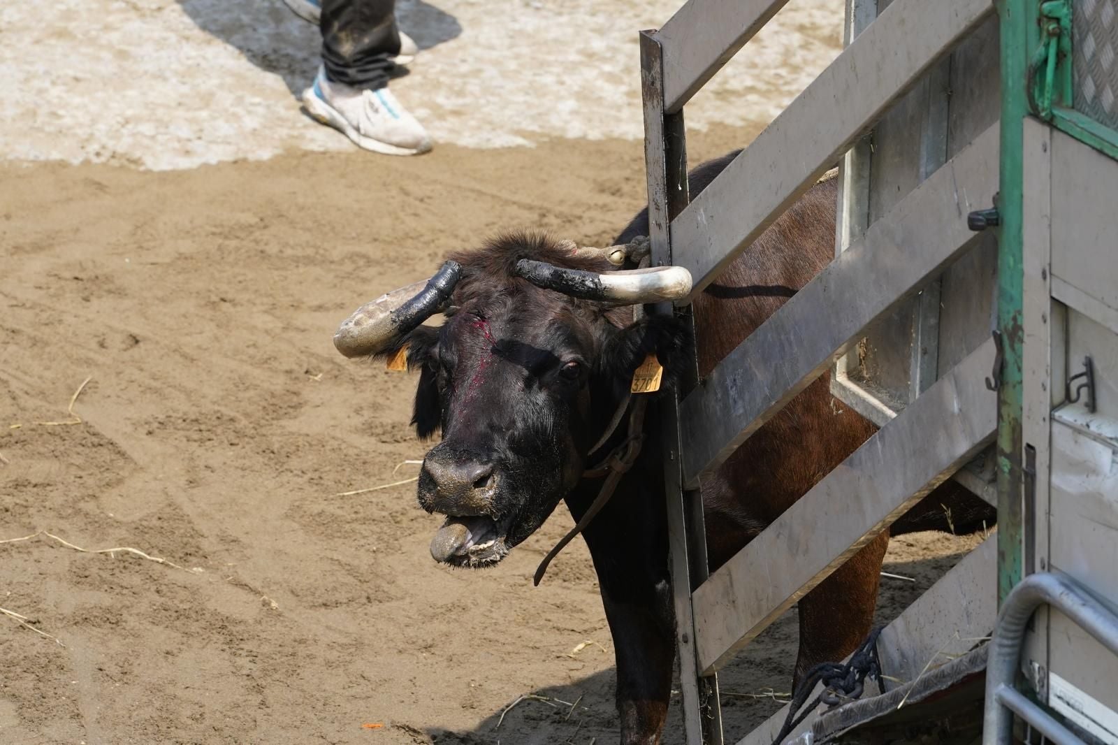 Las mejores imágenes de la &#039;sokamuturra&#039; del Puerto Viejo de Getxo