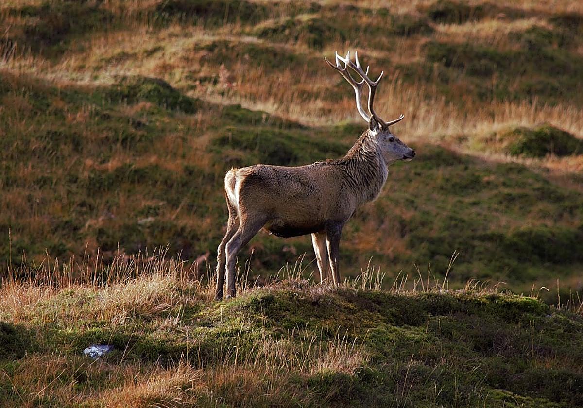 La Diputación alavesa limita los usos y actividades durante la berrea en el Parque Natural del Gorbea.