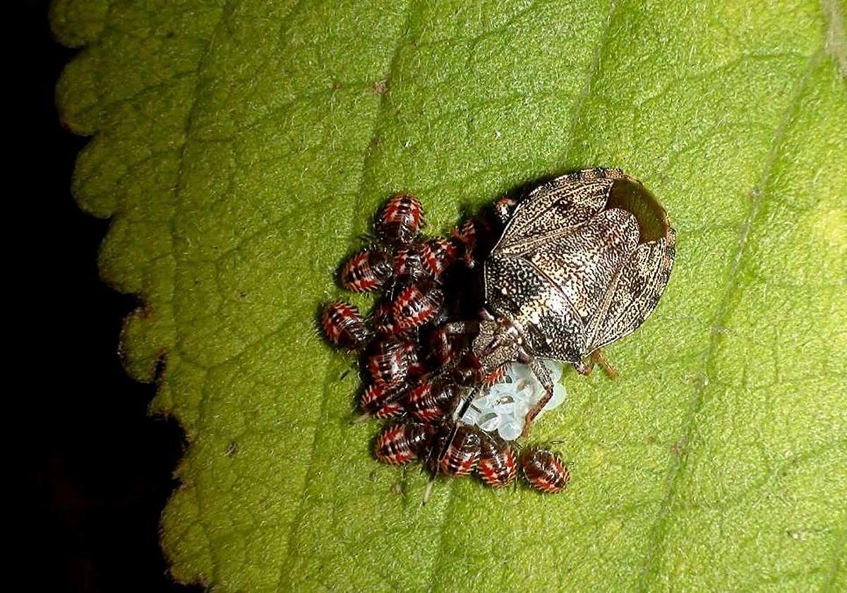La chinche de la colza se alimenta de savia.